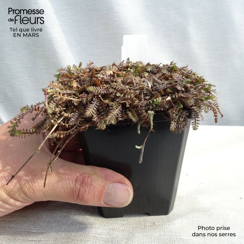 Example of Leptinella potentillina - Cotule potentille Godet de 8/9 cm as you get in printemps