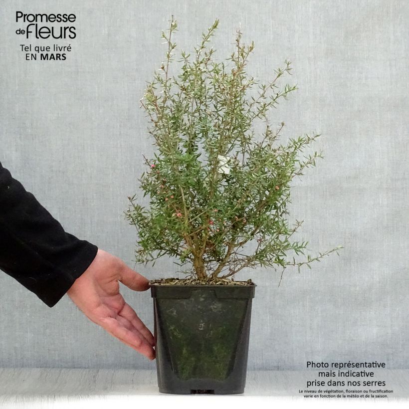 Spécimen de Leptospermum Coral candy - Arbre à thé Pot de 2L/3L tel que livré au printemps