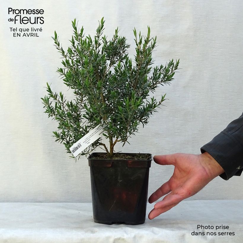 Example of Leptospermum Karo Pearl Star - Arbre à thé Pot de 2L/3L as you get in printemps