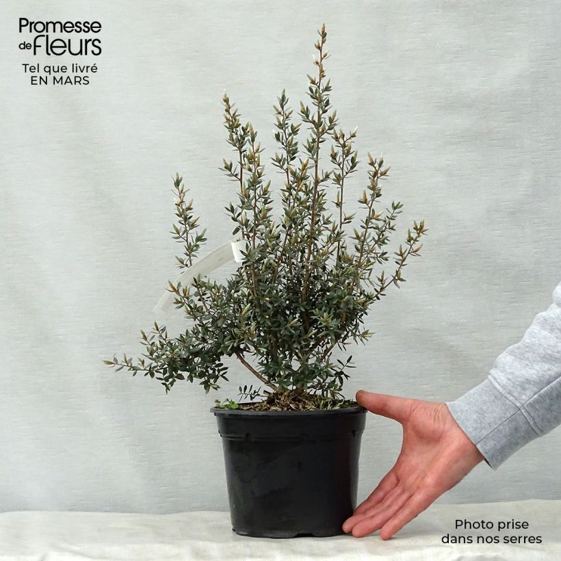 Spécimen de Leptospermum Silver Sheen - Arbre à thé laineux Pot de 2L/3L tel que livré au printemps