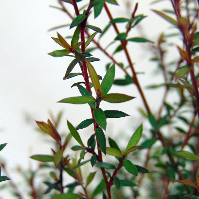 Leptospermum  Wiri Kerry - Arbre à thé (Foliage)