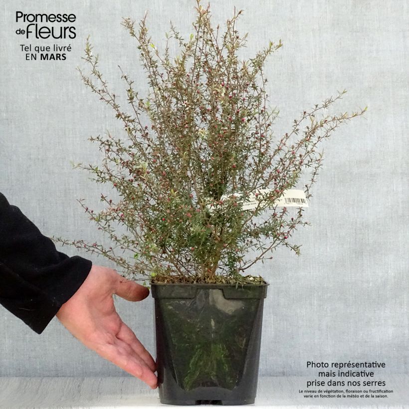 Example of Leptospermum  Wiri Kerry - Arbre à thé Pot de 2L/3L as you get in printemps