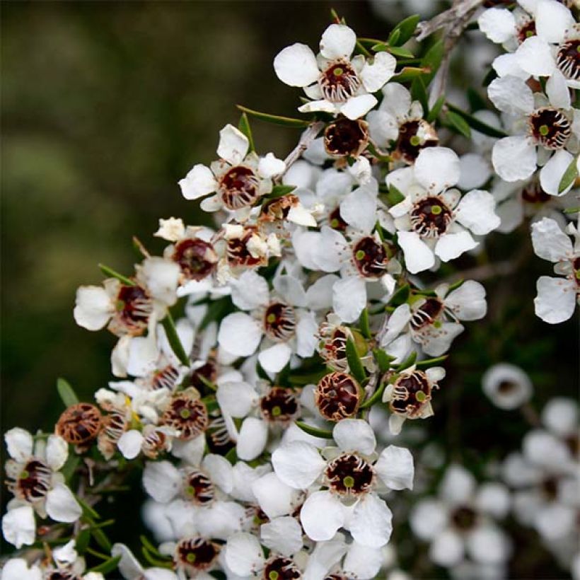 Leptospermum scoparium Blanc (Flowering)