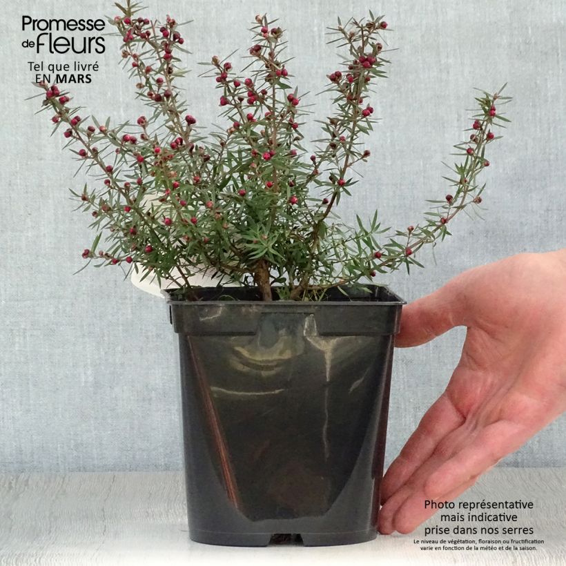 Spécimen de Leptospermum scoparium Crimson Glory - Arbre à thé de Nouvelle-Zélande Pot de 3L/4L tel que livré au printemps