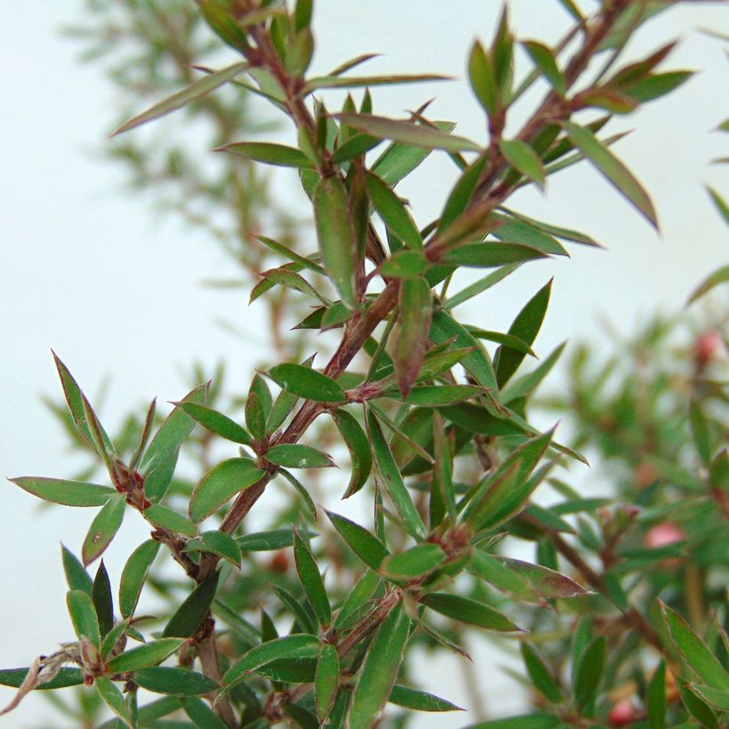 Leptospermum scoparium Jubilee - Arbre à thé (Foliage)