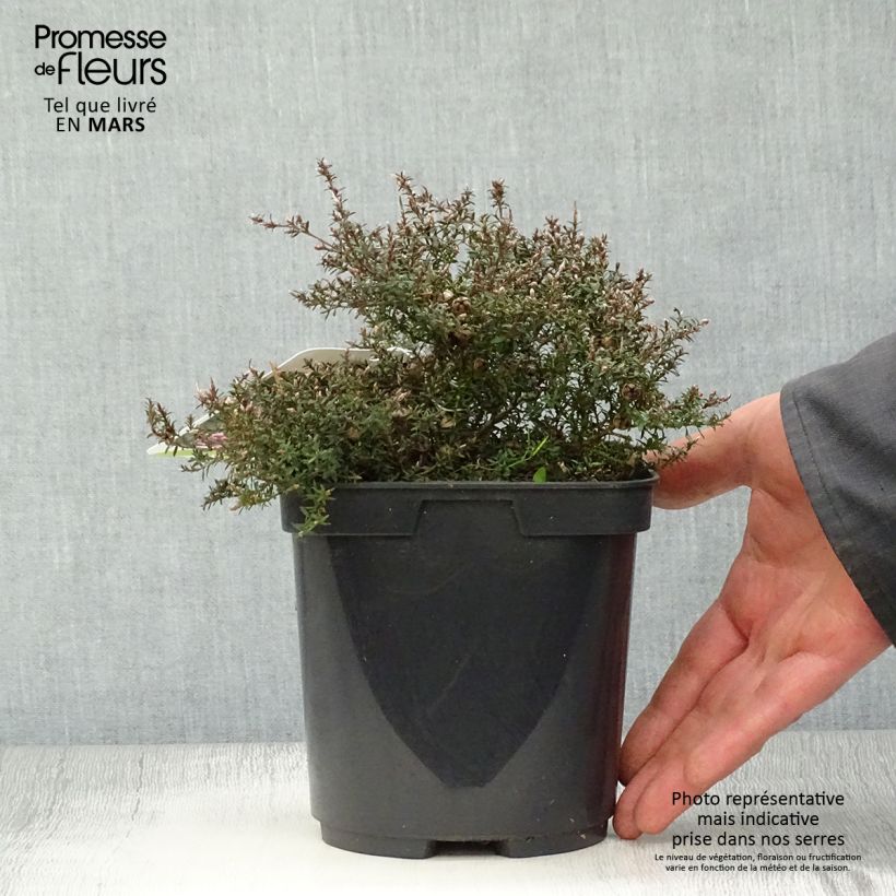 Spécimen de Leptospermum scoparium Nanum Kiwi - Arbre à thé de Nouvelle-Zélande Pot de 2L/3L tel que livré au printemps
