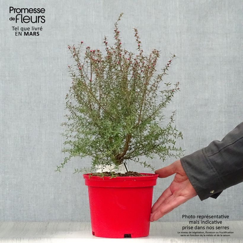 Spécimen de Leptospermum scoparium Red damask - Arbre à thé Pot de 3L/4L tel que livré au printemps