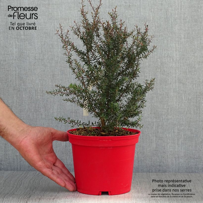 Spécimen de Leptospermum scoparium Red damask - Arbre à thé Pot de 3L/4L tel que livré en automne