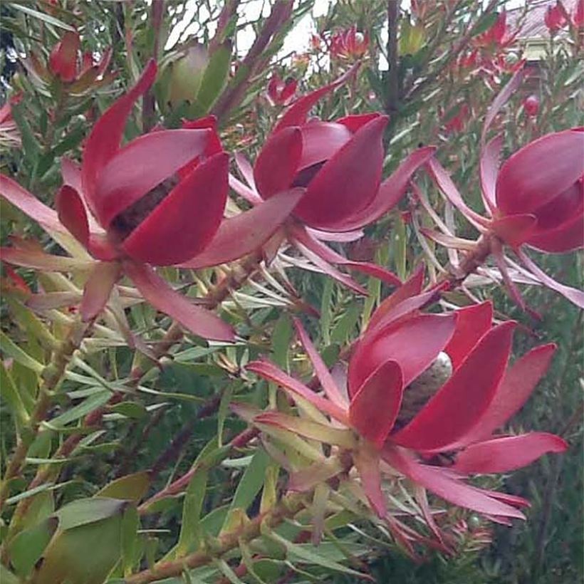 Leucadendron Devil's Blush (Flowering)