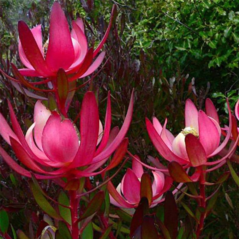 Leucadendron Fireglow (Flowering)
