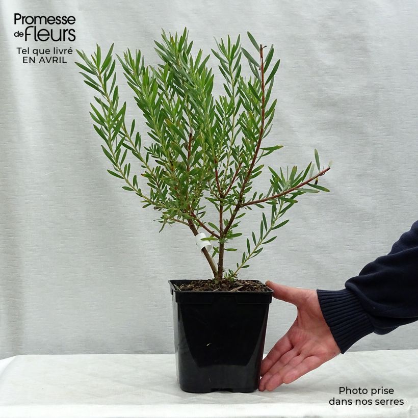 Example of Leucadendron Fireglow Pot de 3L/4L as you get in printemps