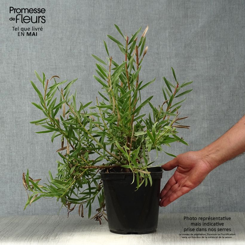 Example of Leucadendron Inca Gold Pot de 3L/4L as you get in printemps