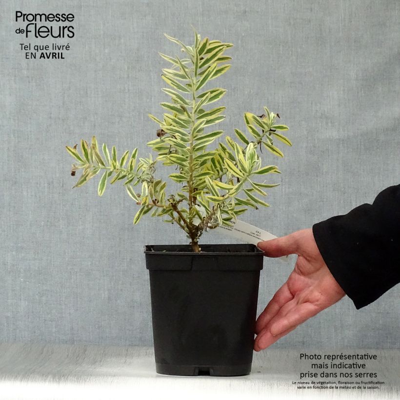 Spécimen de Leucadendron Jester  Pot de 3L/4L tel que livré au printemps