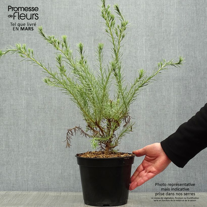 Spécimen de Leucadendron Jubilee Crown  Pot de 3L/4L tel que livré au printemps