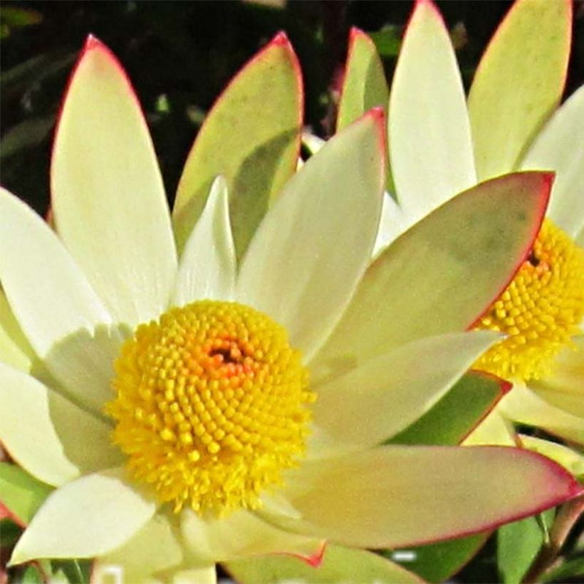 Leucadendron Sundance (Flowering)