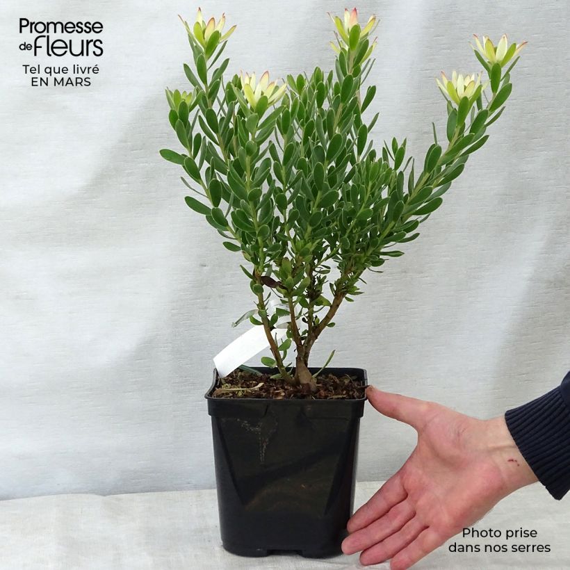 Example of Leucadendron Sundance Pot de 3L/4L as you get in printemps