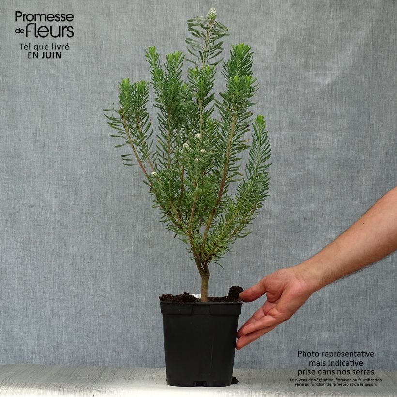 Spécimen de Leucadendron galpinii Purple Haze Pot de 3L/4L tel que livré en été