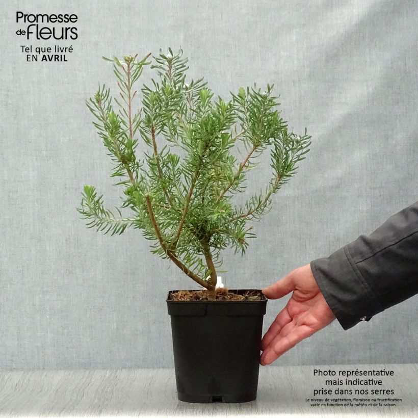 Spécimen de Leucadendron galpinii Purple Haze Pot de 3L/4L tel que livré au printemps