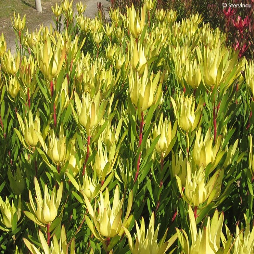 Leucadendron Inca Gold (Foliage)