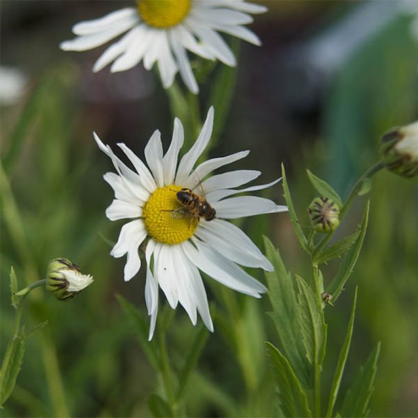 Leucanthemella serotina - Grande marguerite d'automne (Flowering)