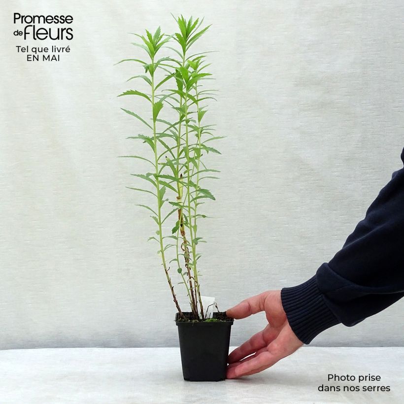 Example of Leucanthemella serotina - Grande marguerite d'automne Godet de 8/9 cm as you get in printemps