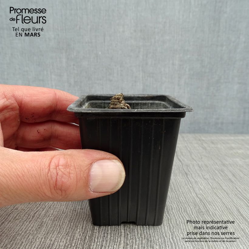 Spécimen de Leucanthemum Banana Cream - Grande marguerite Godet de 7/8 cm tel que livré au printemps