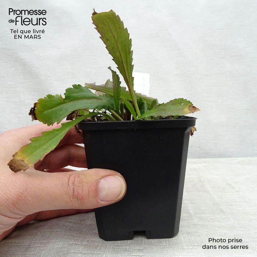 Spécimen de Leucanthemum Polaris - Marguerite d'été Godet de 8/9 cm tel que livré au printemps