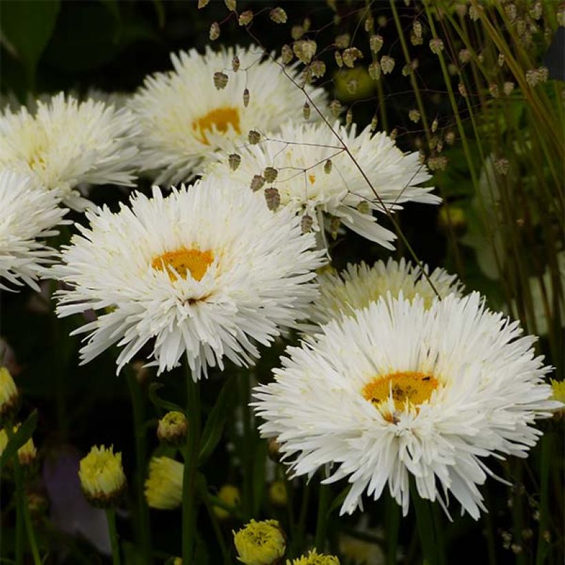 Leucanthemum Shapcott Summer Clouds - Grande Marguerite (Flowering)