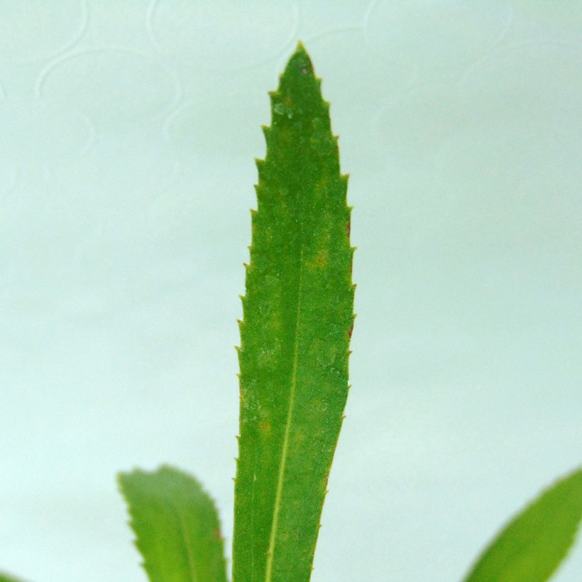 Leucanthemum Shapcott Summer Clouds - Grande Marguerite (Foliage)