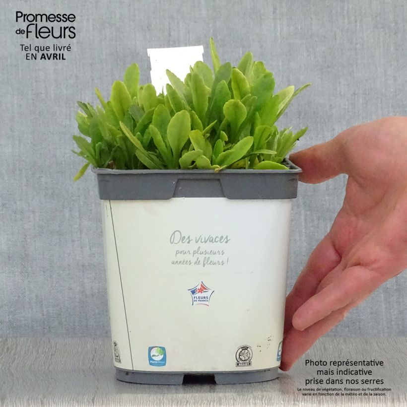 Spécimen de Leucanthemum Snow Lady - Grande Marguerite naine Pot de 2L/3L tel que livré au printemps