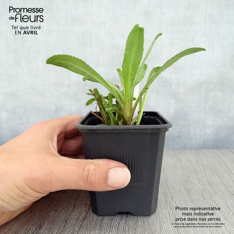 Spécimen de Leucanthemum Victorian Secret - Marguerite à fleurs doubles Godet de 8/9 cm tel que livré au printemps