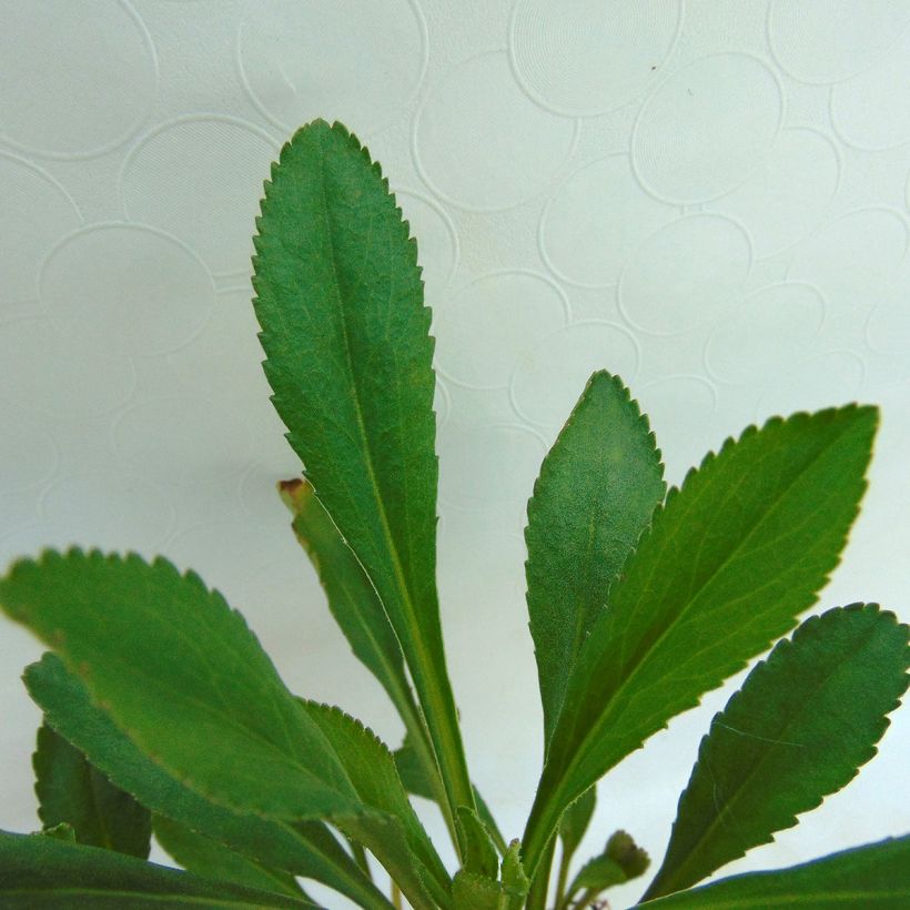 Leucanthemum maximum Etoile d'Anvers - Grande marguerite (Foliage)