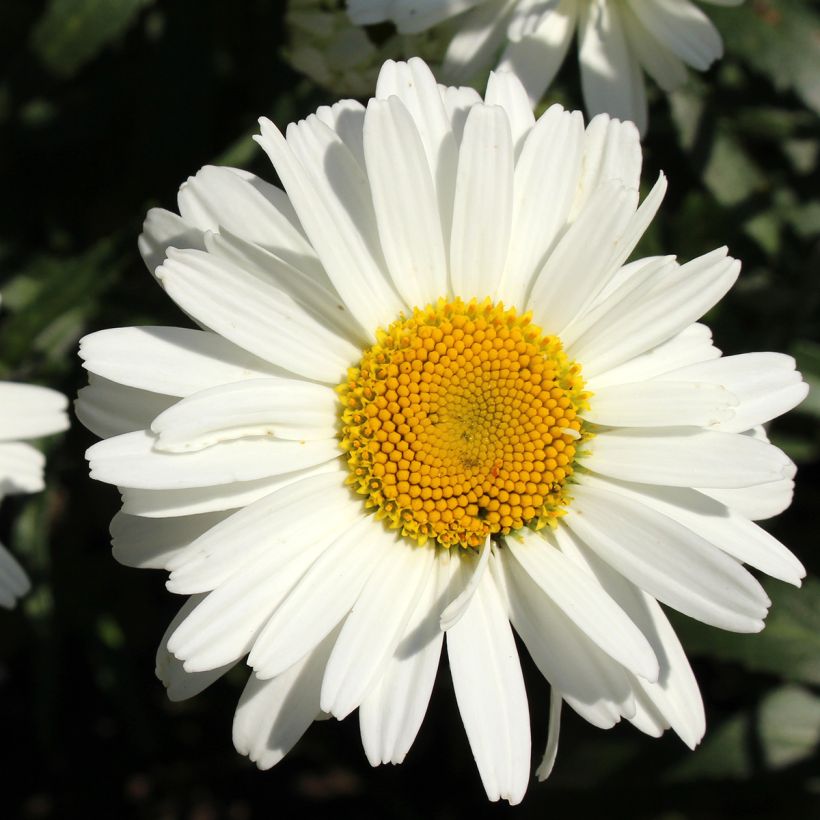 Leucanthemum superbum Alaska - Grande marguerite (Floraison)