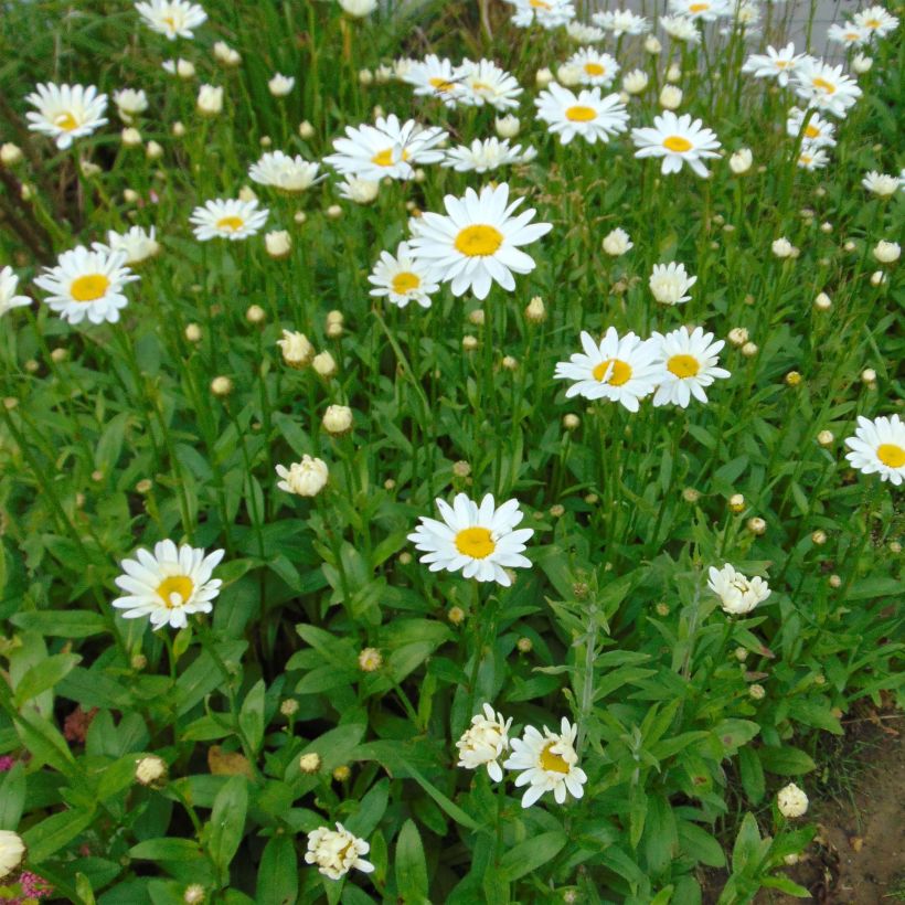 Leucanthemum superbum Becky - Grande marguerite (Flowering)