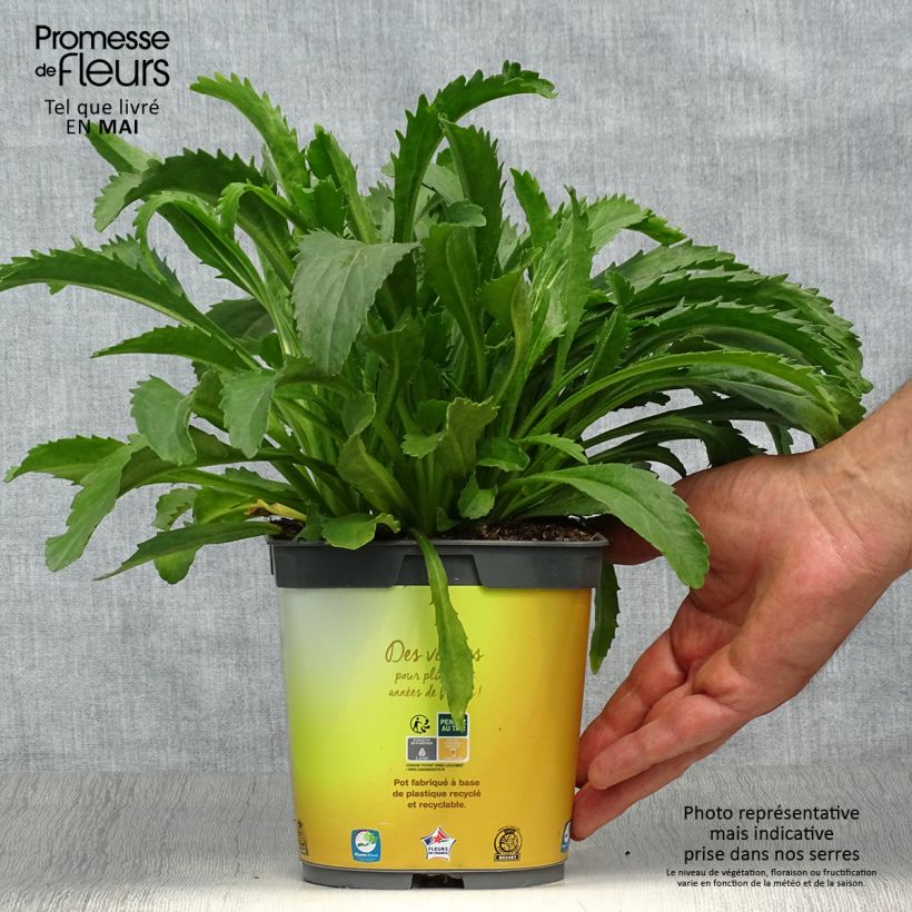 Example of Leucanthemum superbum Broadway lights - Grande marguerite Pot de 2L/3L as you get in printemps