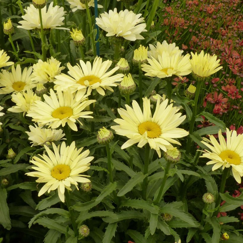 Leucanthemum superbum Broadway lights - Grande marguerite (Plant habit)