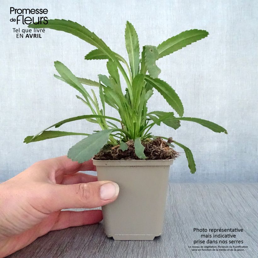 Spécimen de Leucanthemum superbum Christine Hagemann - Grande marguerite Godet de 8/9 cm tel que livré au printemps