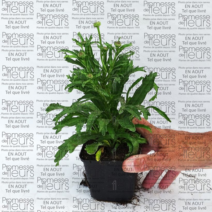 Exemple de spécimen de Leucanthemum superbum Engelina - Grande Marguerite Godet de 8/9 cm tel que livré