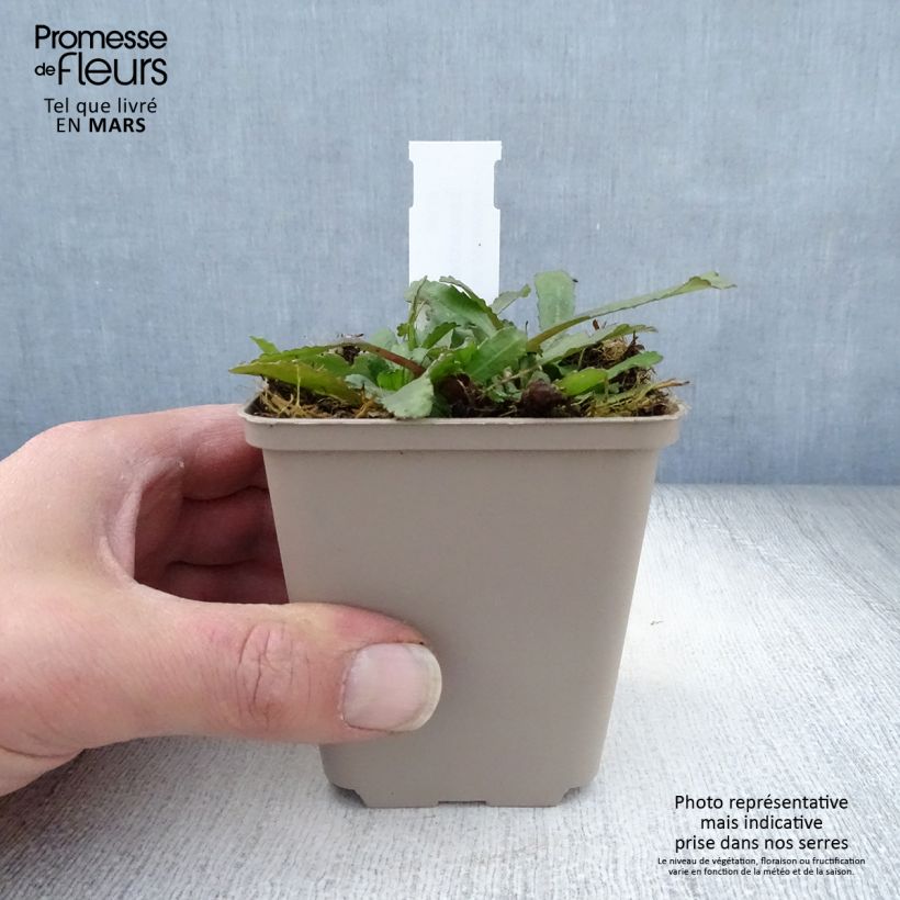 Example of Leucanthemum superbum Luna - Grande marguerite Godet de 8/9 cm as you get in printemps