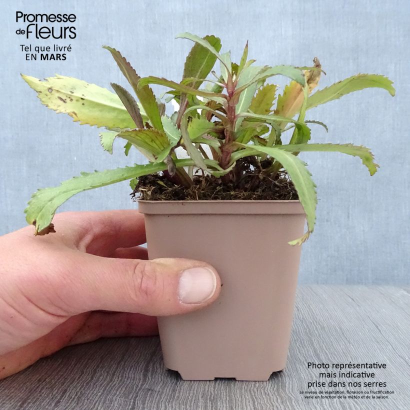 Spécimen de Leucanthemum superbum Old Court - Grande Marguerite  Godet de 8/9 cm tel que livré au printemps