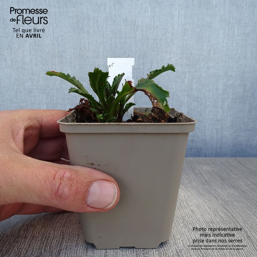 Spécimen de Leucanthemum superbum Real Galaxy - Grande marguerite Godet de 8/9 cm tel que livré au printemps