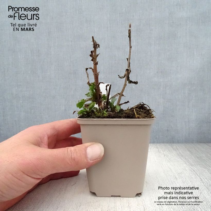 Spécimen de Leucanthemum superbum Real Glory - Grande Marguerite Godet de 8/9 cm tel que livré au printemps