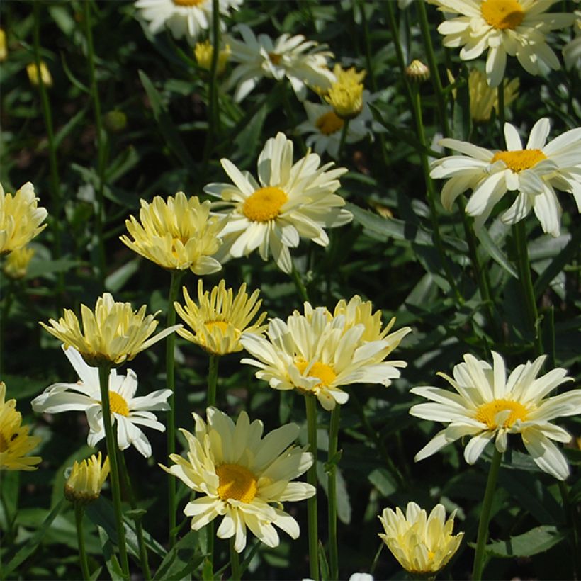 Leucanthemum superbum Sonnenschein - Grande Marguerite (Flowering)