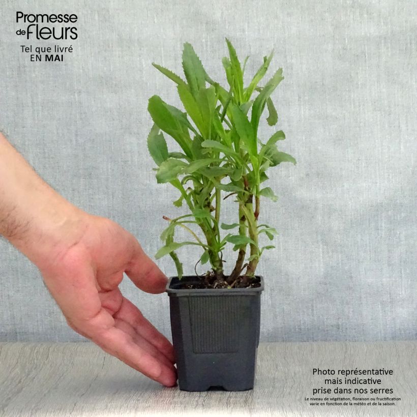 Example of Leucanthemum superbum Sonnenschein - Grande Marguerite Godet de 8/9 cm as you get in printemps