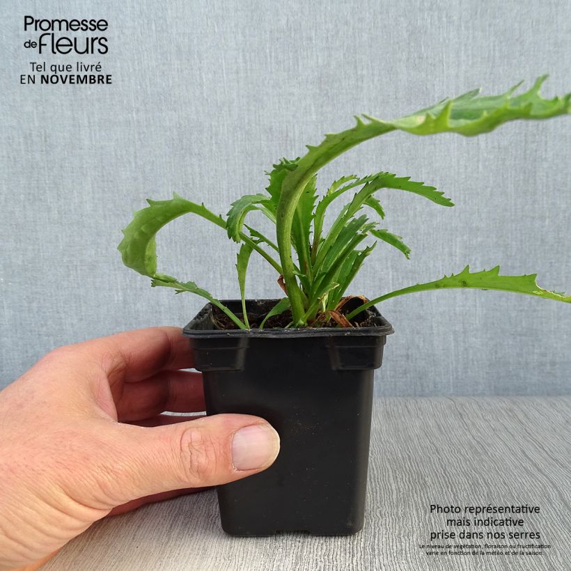 Spécimen de Leucanthemum superbum Wirral Supreme - Grande Marguerite Godet de 7/8 cm tel que livré en automne