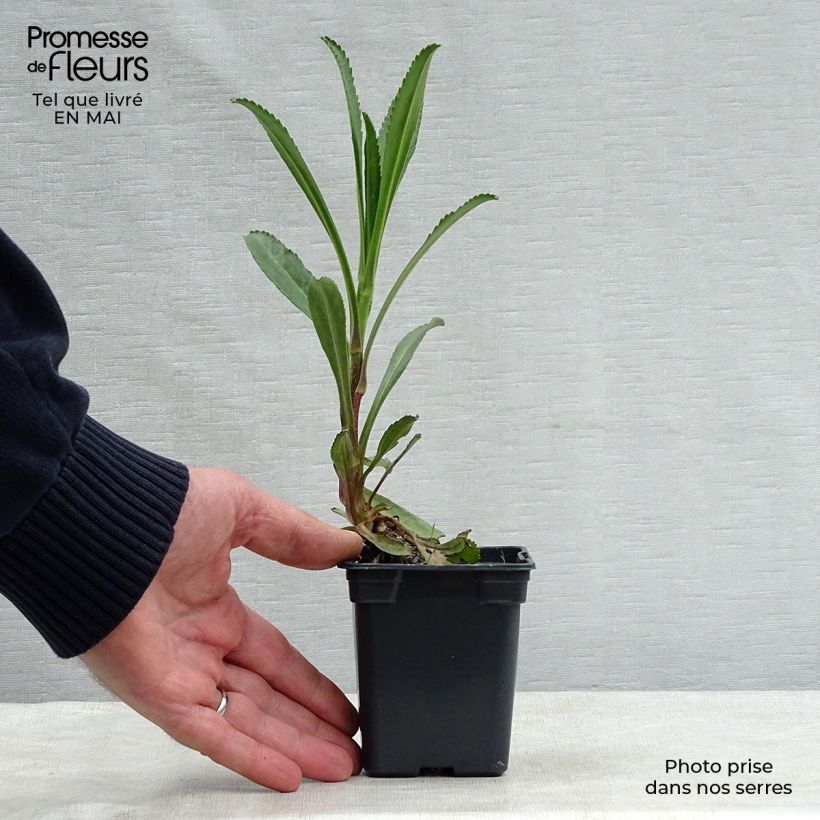 Spécimen de Leucanthemum superbum Wirral Supreme - Grande Marguerite Godet de 7/8 cm tel que livré au printemps