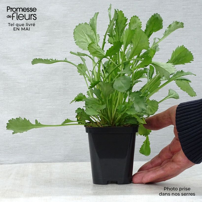 Spécimen de Leucanthemum vulgare - Marguerite commune. Godet de 8/9 cm tel que livré au printemps