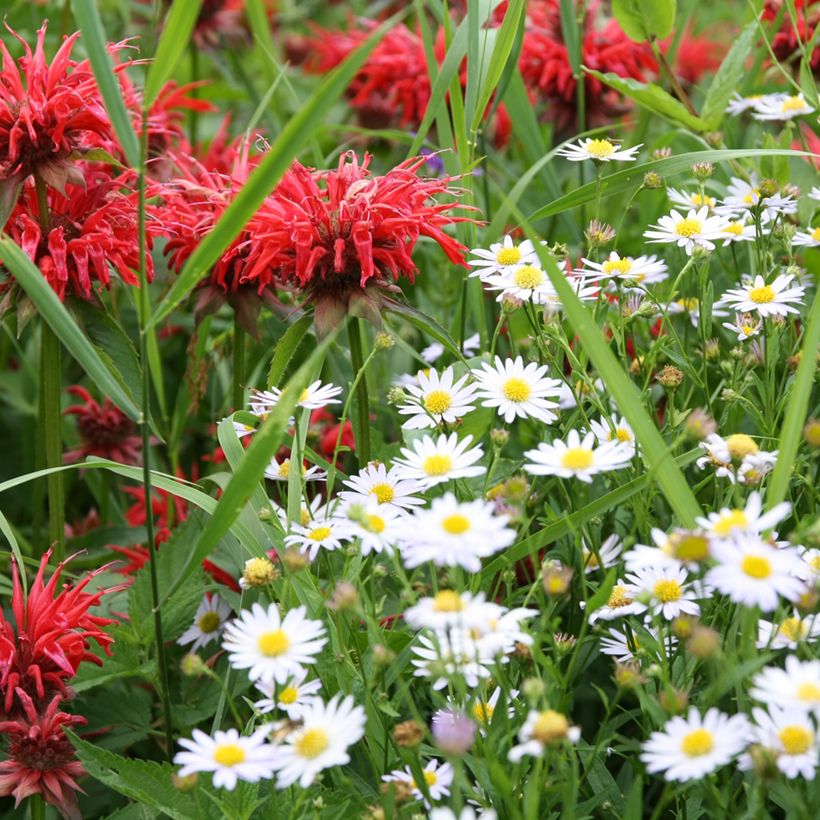Leucanthemum vulgare - Marguerite commune. (Port)