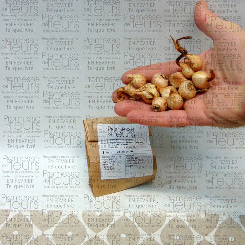 Exemple de spécimen de Leucocoryne  White Dream® - Gloire du Soleil Bulbe calibre 5+ tel que livré