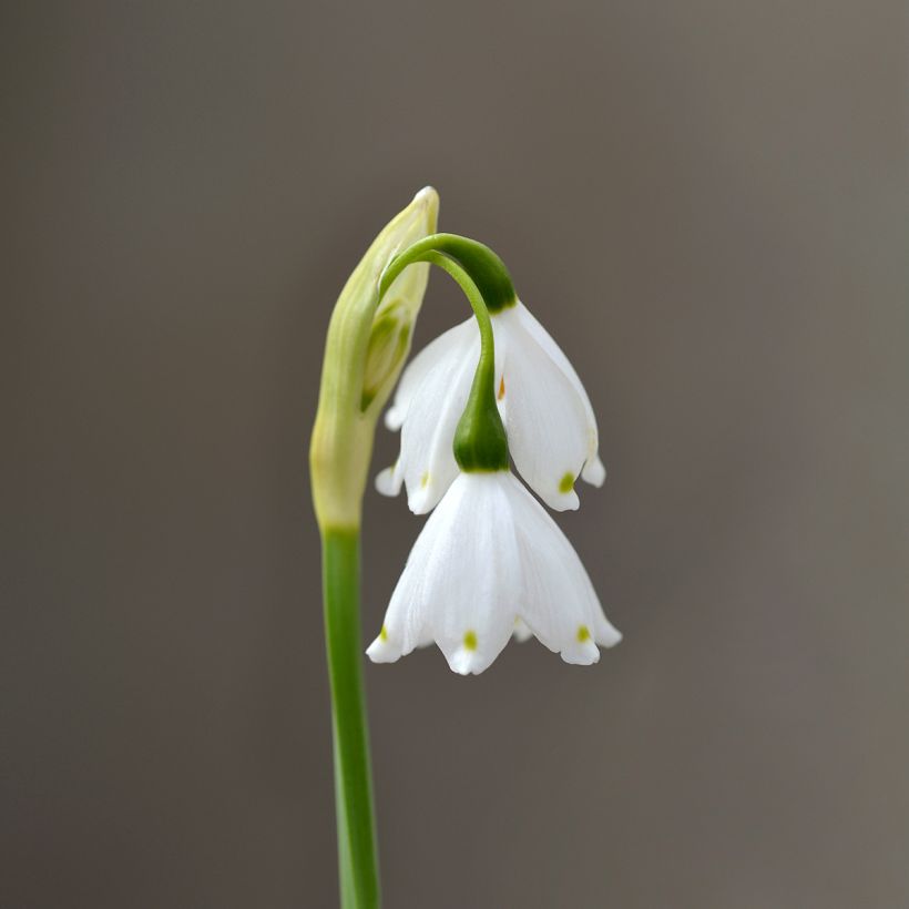 Nivéole d'été - Leucojum aestivum Bridesmaid  (Floraison)
